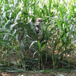 GhostBlind Predator Blind, Pop-Up Mirror Ground Hunting Blind -Coleman Shop GUEST 2e8e7d03 260e 44b3 bc39 dddf5adbff43